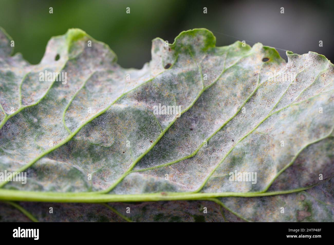 Powdery mildew Erysiphe betae fungal disease on sugar beet leaf Stock Photo