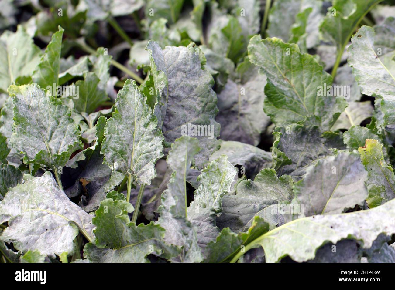 Powdery mildew Erysiphe betae fungal disease on sugar beet leaf Stock Photo