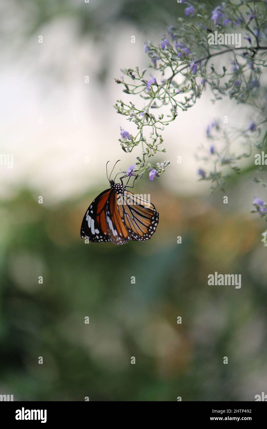 A butterfly perched on some lavender flowers Stock Photo