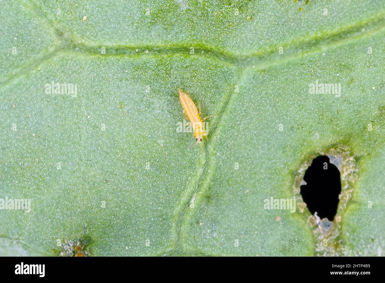 Adult of tiny thrip on the leaf. Stock Photo