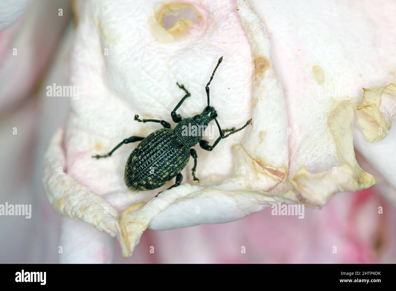 Beetle of Otiorhynchus (sometimes Otiorrhynchus) on a leaf. Many of them e.i. black vine weevil (O. sulcatus) or strawberry root weevil (O. ovatus). Stock Photo