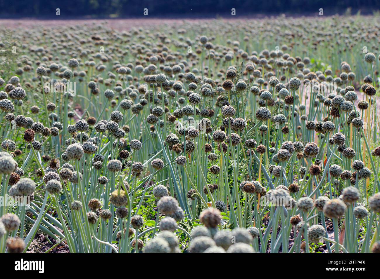 Field of onion plants in flower grown to produce onion seed Stock Photo