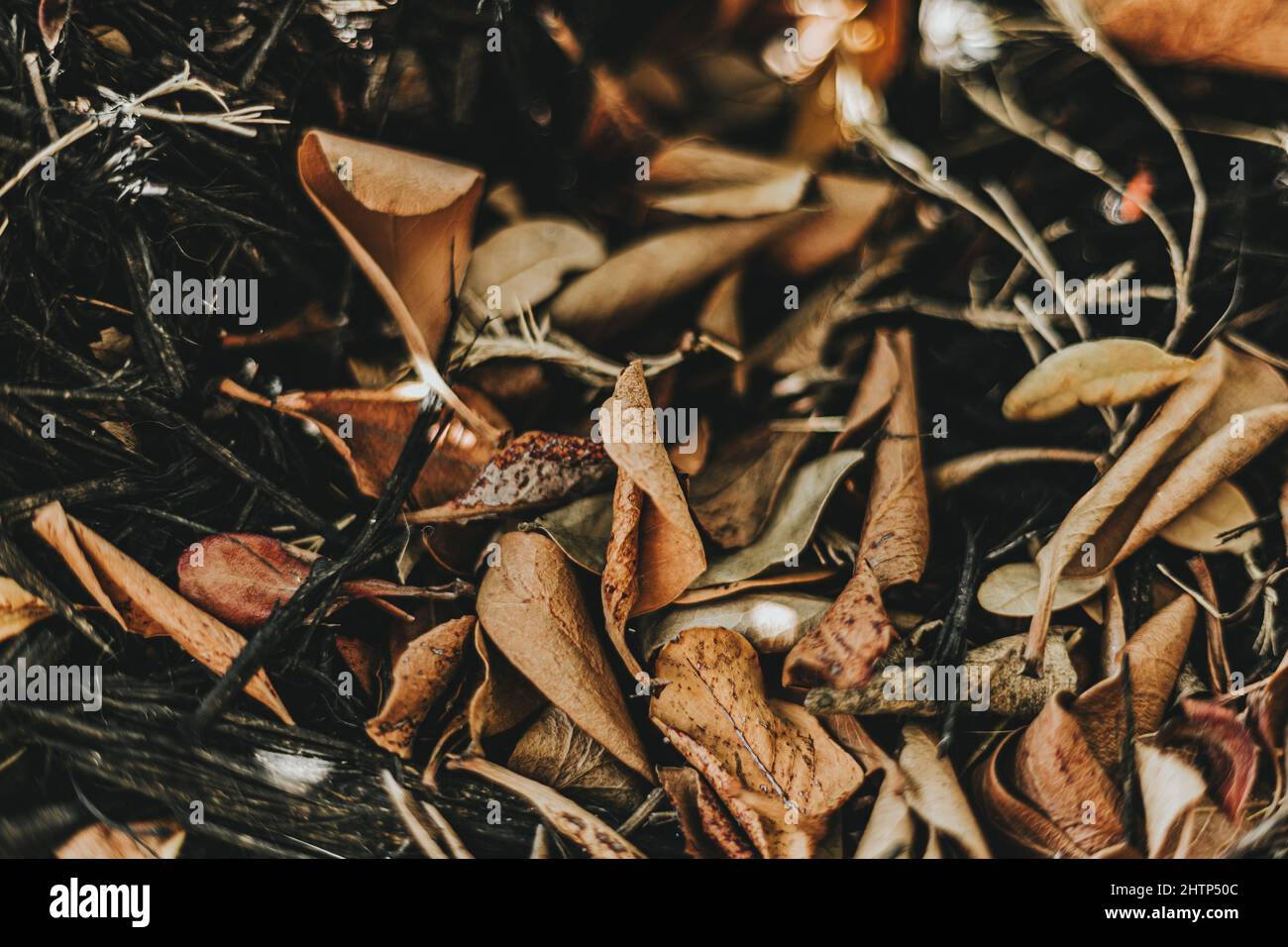 Dry autumn leaves on the ground perfect for background Stock Photo - Alamy