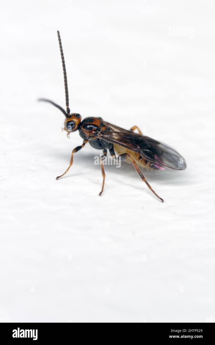 Habrobracon hebetor is a minute wasp of the family Braconidae that is an ectoparasitoid of Indianmeal moth (Plodia interpunctella). Stock Photo