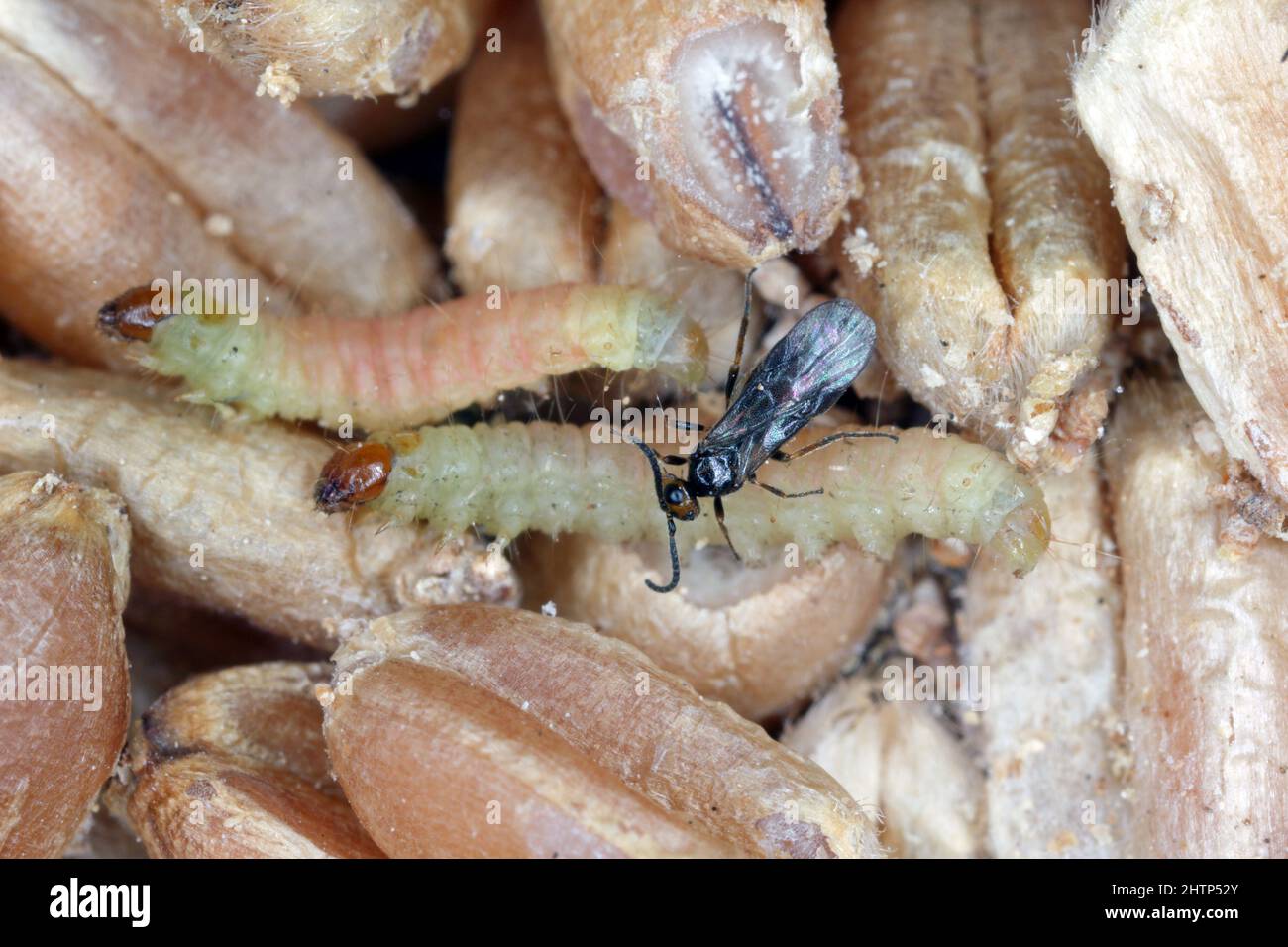 Habrobracon hebetor is a minute wasp of the family Braconidae that is an ectoparasitoid of Indianmeal moth (Plodia interpunctella). Stock Photo