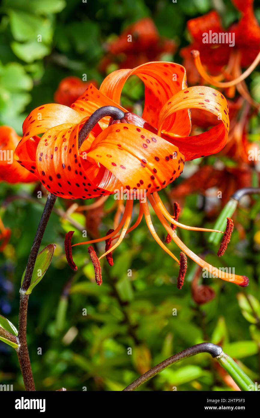 Lilium lancifolium a summer autumn fall flowering plant with an orange