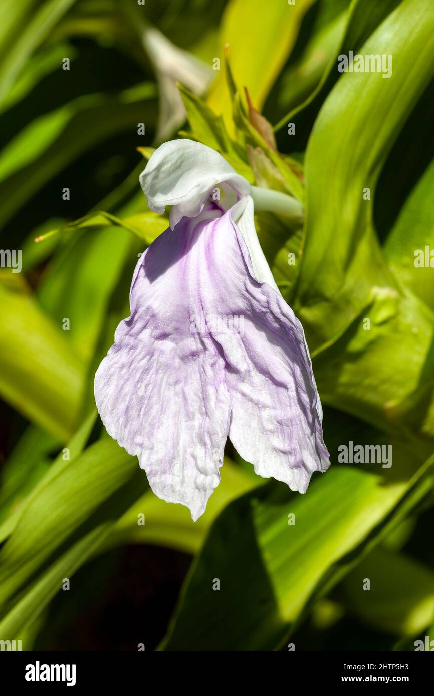 Roscoea purpurea a summer autumn fall flowering plant with a purple summertime flower commonly known as Bhordaya, stock photo image Stock Photo
