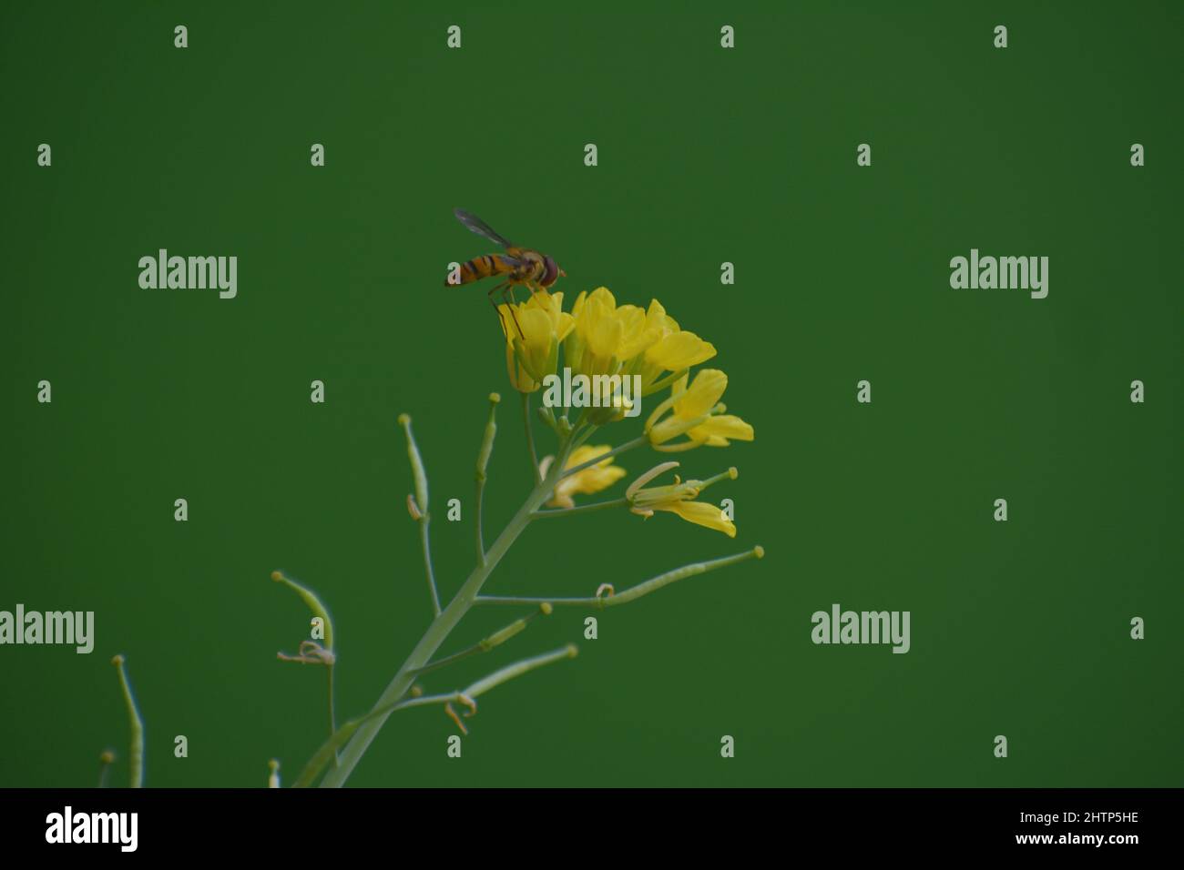 Hover fly is on the mustered flower Stock Photo