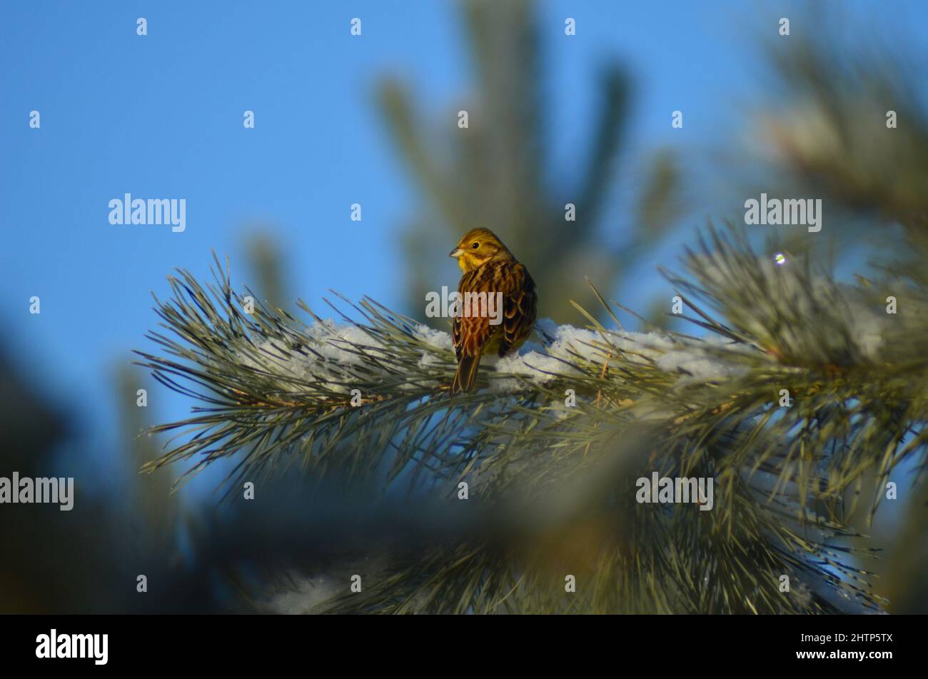 Girlitz ; European serin Vogel im Winter auf Kiefer und Föhre Stock Photo