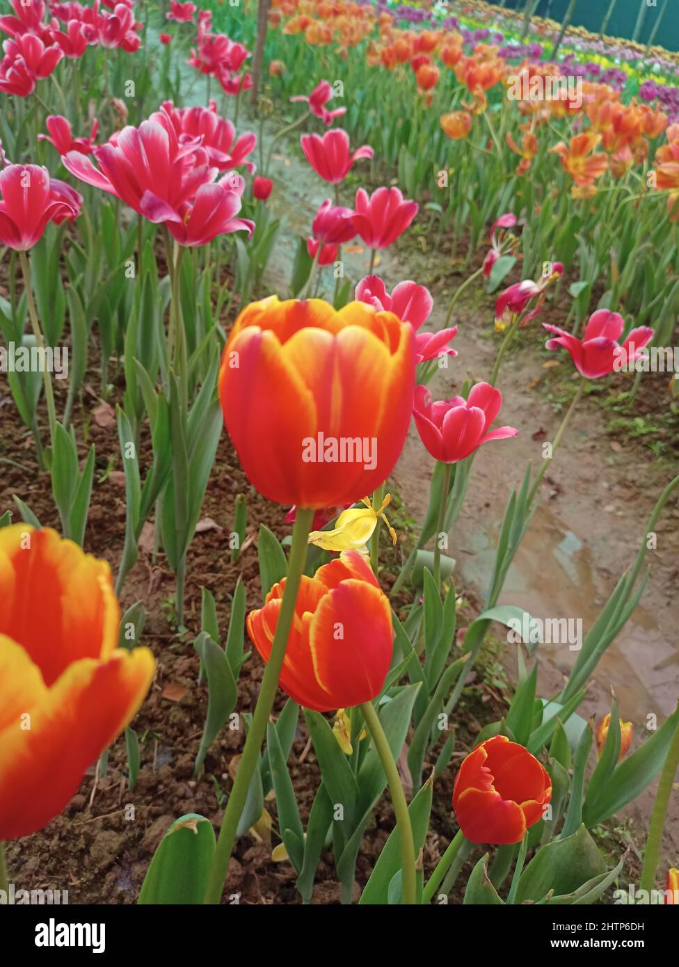 Tulip garden in Bangladesh. Sreepur,Gazipur Stock Photo Alamy