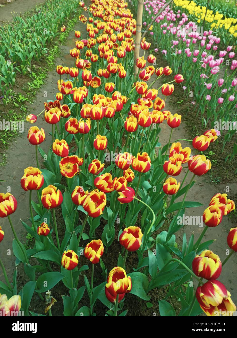 Tulip garden in Bangladesh. Sreepur,Gazipur Stock Photo Alamy