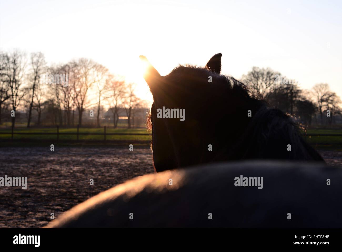 A brown horse from behind during sunset as a close up Stock Photo