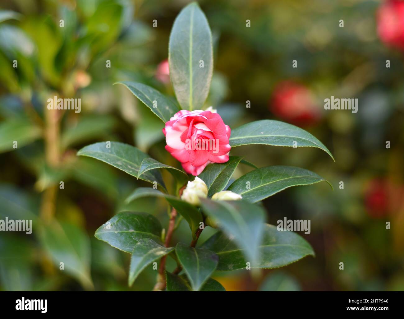 Camellia japonica (Japanese Camellia) flower close up Stock Photo