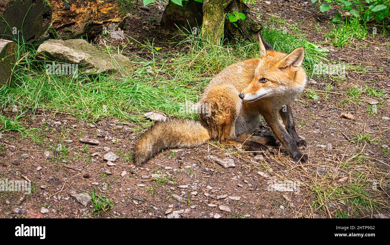 Fox in close-up looking at the viewer. The animal is not afraid and ...