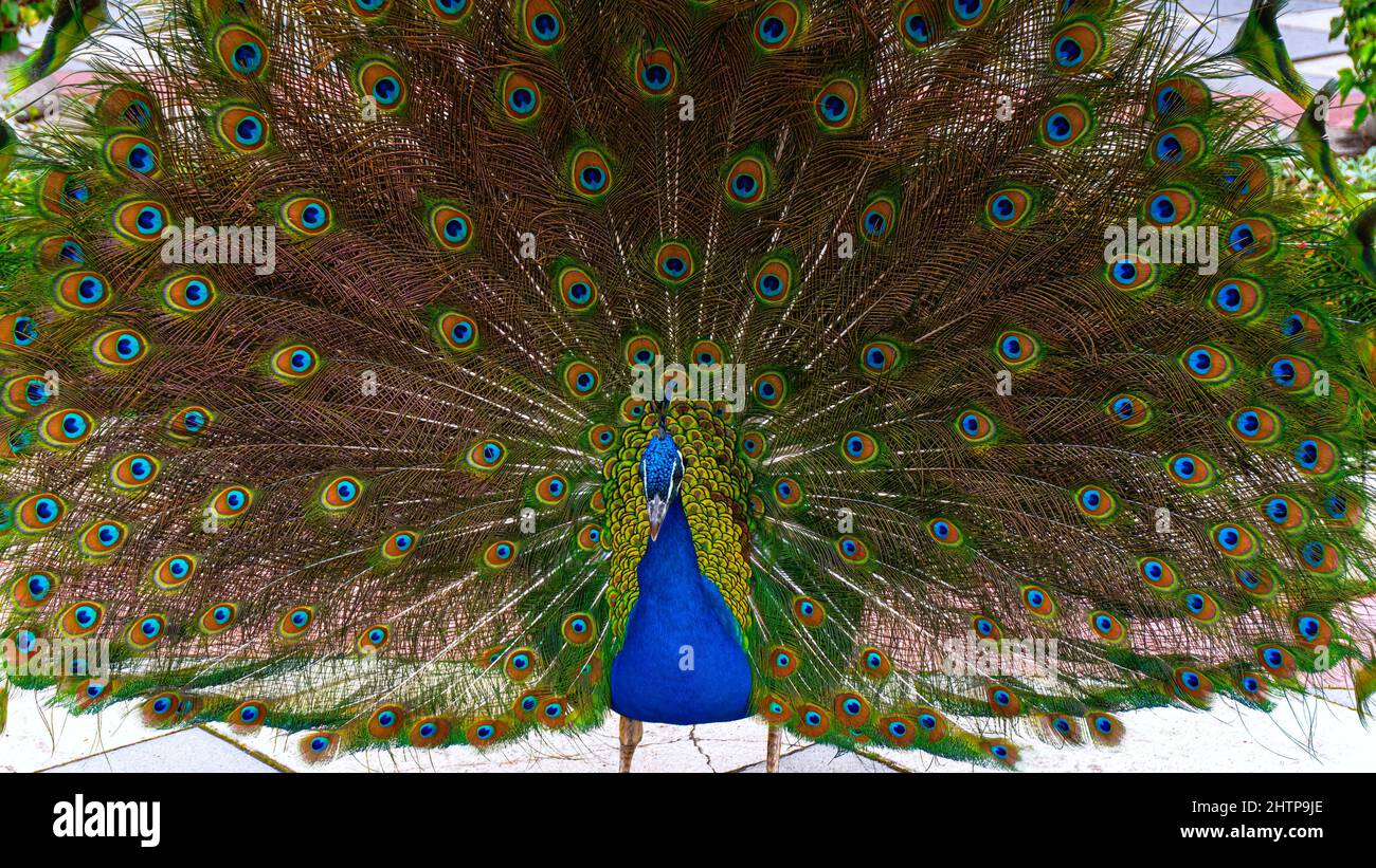 Peacock with tail outstretched, seducing the female Stock Photo