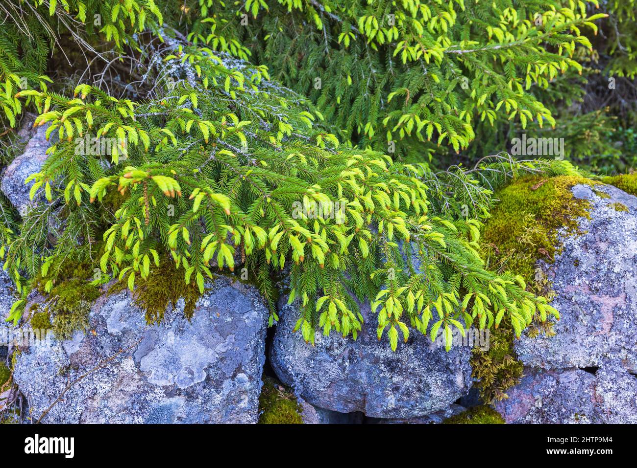Budding Spruce tree by a stone wall Stock Photo