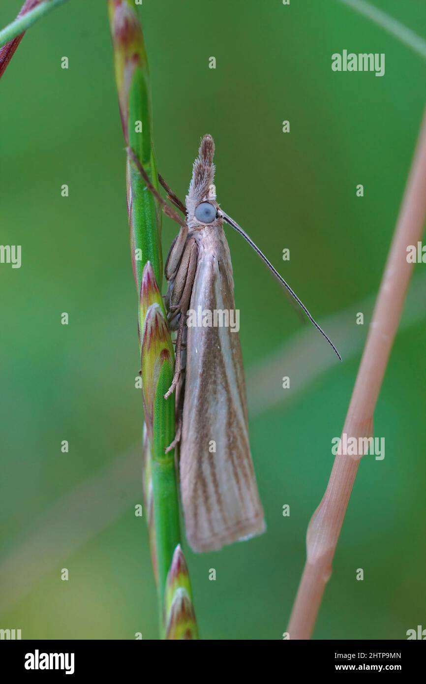 Vertical closeup on a small grassmoth, Crambus perlella , hiding in the grass Stock Photo