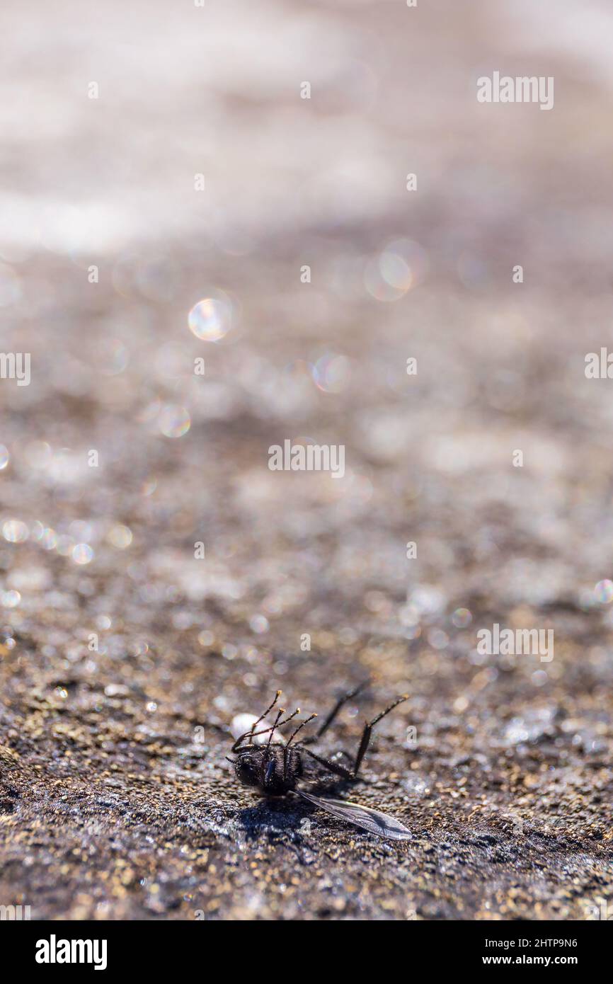 Dead Fly lying on the back on a stone surface Stock Photo