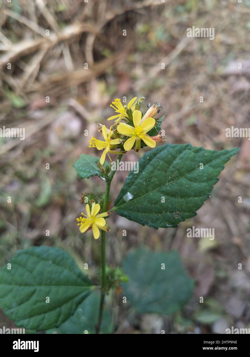 Triumfetta rhomboidea. Triumfetta is a genus of plants in the family Malvaceae. Triumfetta Stock Photo