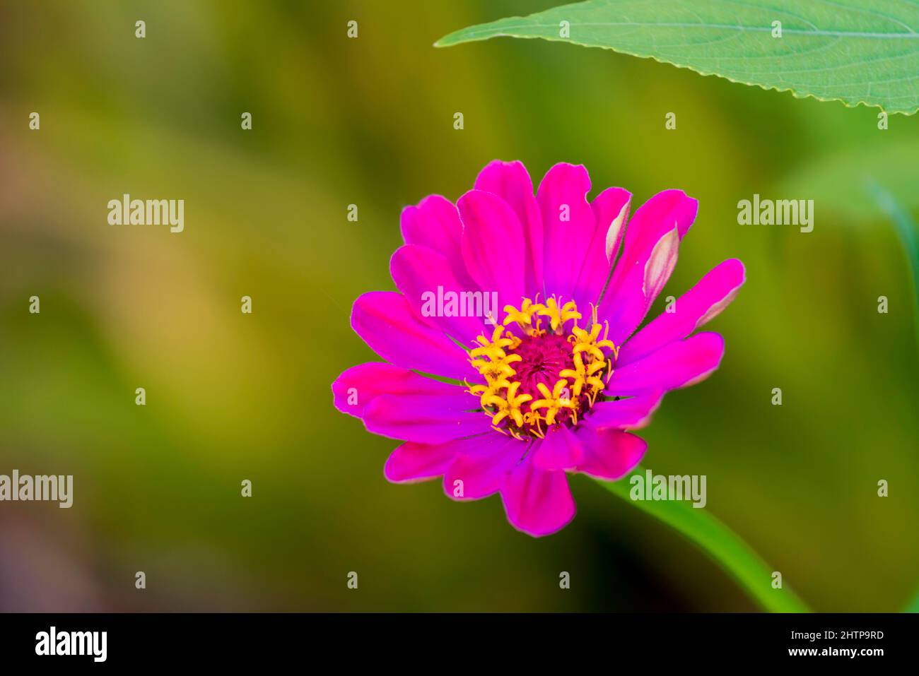 Part of the daisy family (Asteraceae), this is an annual flowering Zinnia plant common to southern USA and Mexico Stock Photo