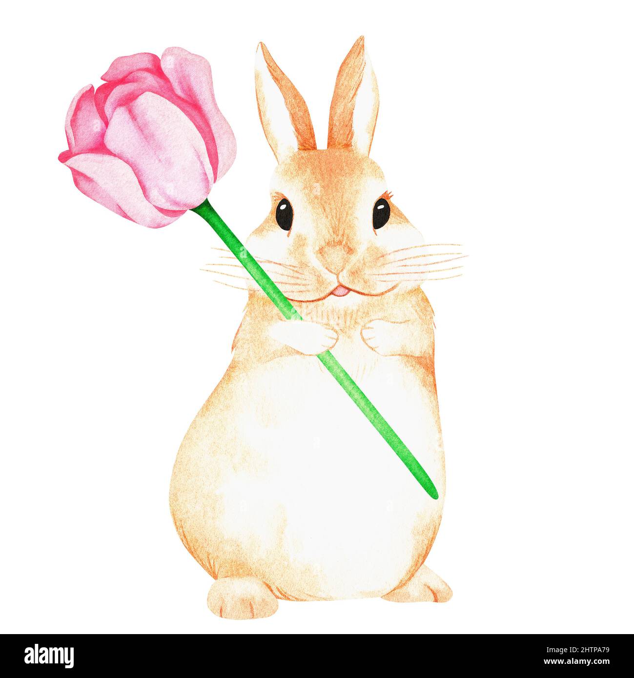 Rabbit with a tulip. Watercolor illustration. Isolated on a white ...