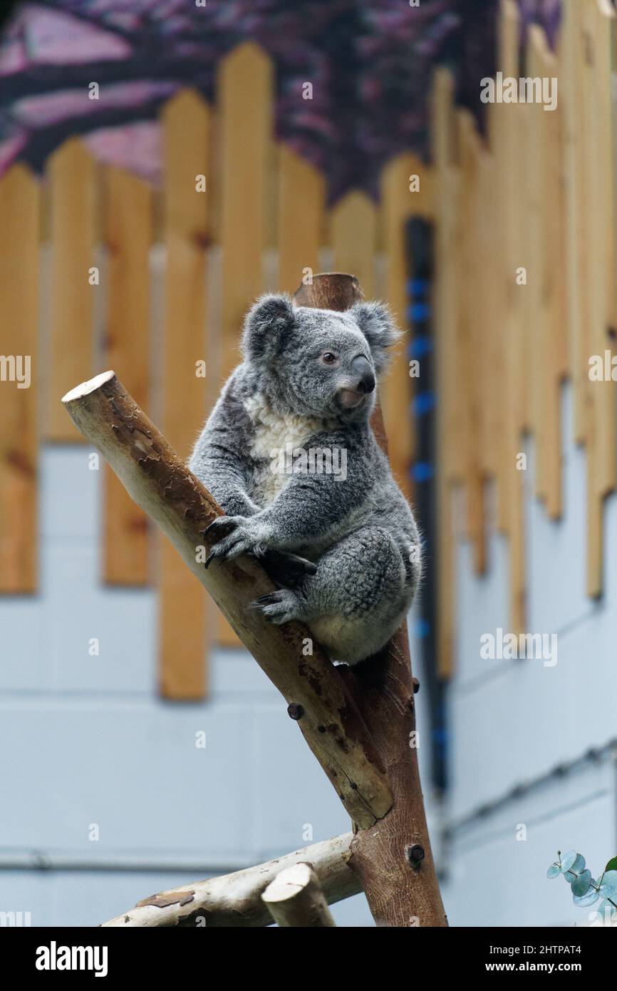 Koala on a branch of a tree Stock Photo