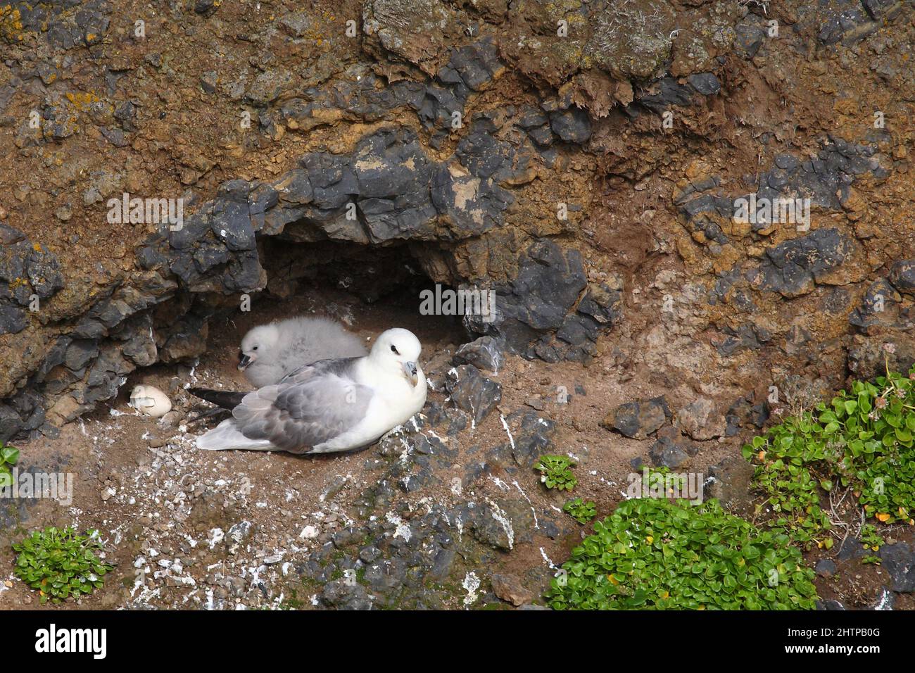 Eissturmvogel / Northern fulmar / Fulmarus glacialis Stock Photo