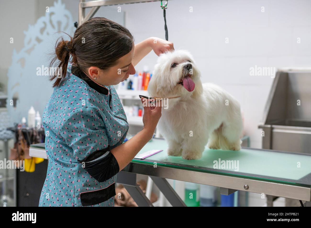  Young woman dog groomer grooming a small white Maltese dog under the