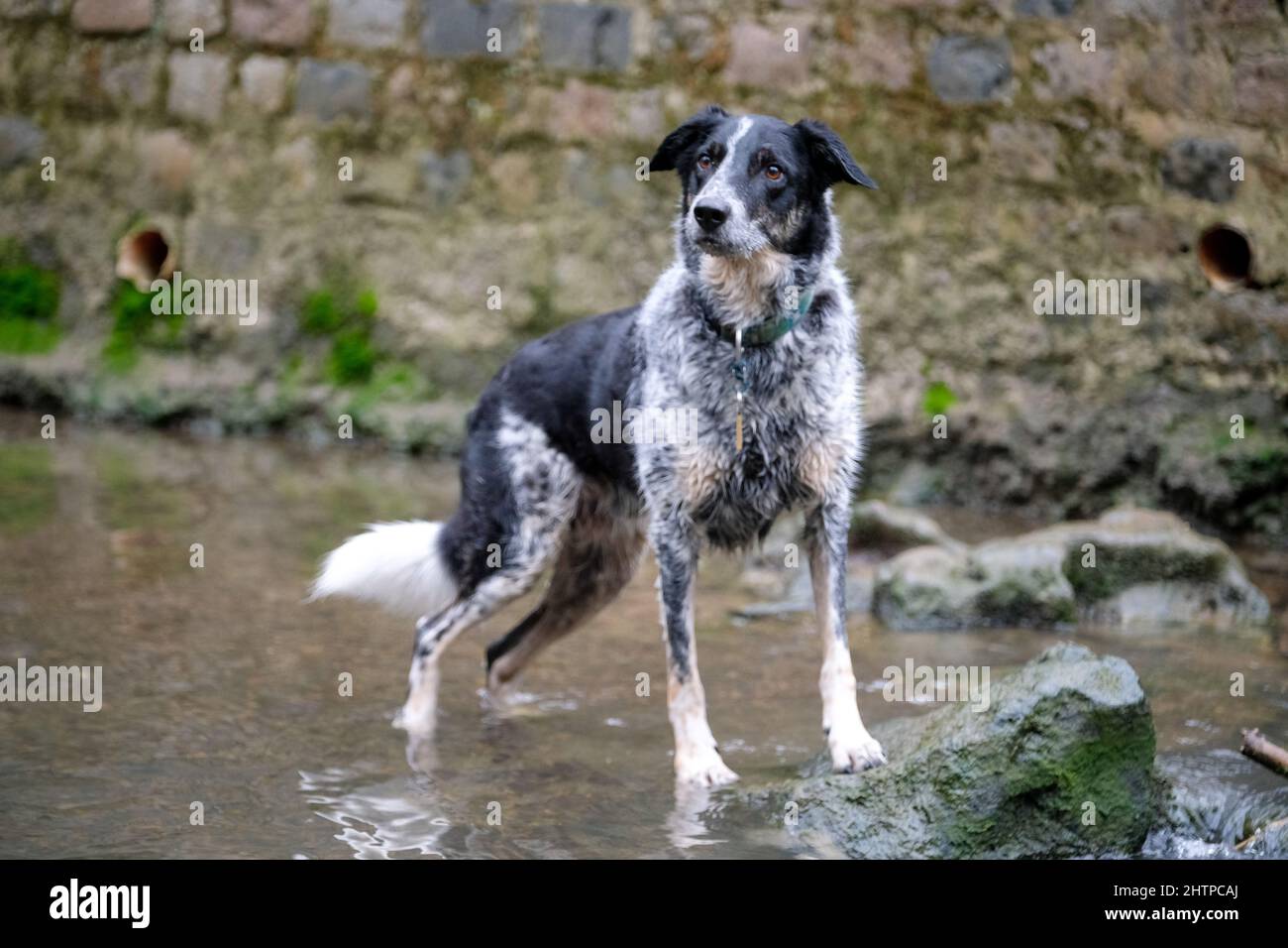 Dogs playing in a stream in woodland in Derbyshire UK Stock Photo