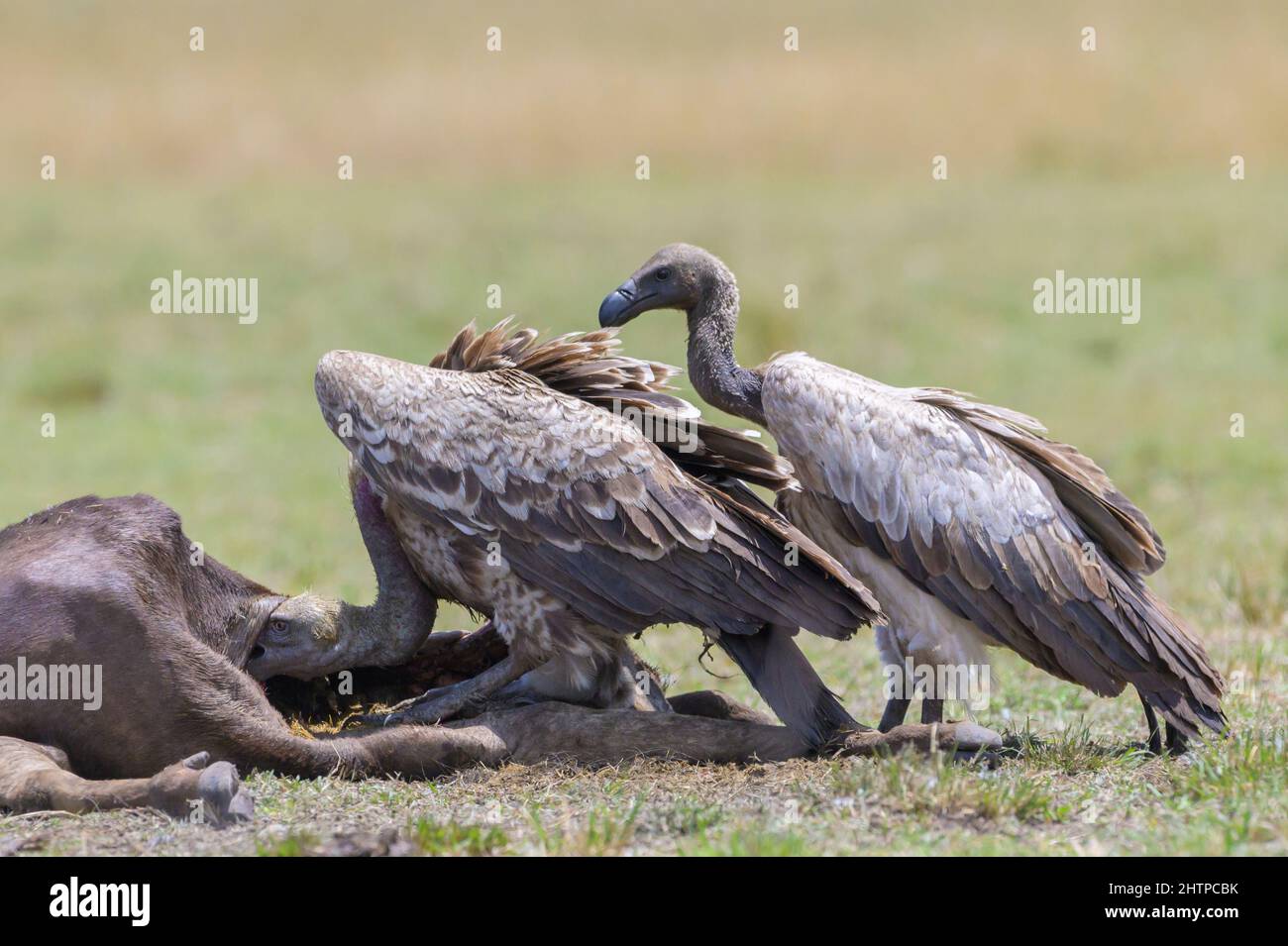 White-backed Vulture (Gyps africanus) eating from a wildebeest carcass on savanna, Serengeti national park, Tanzania. Stock Photo