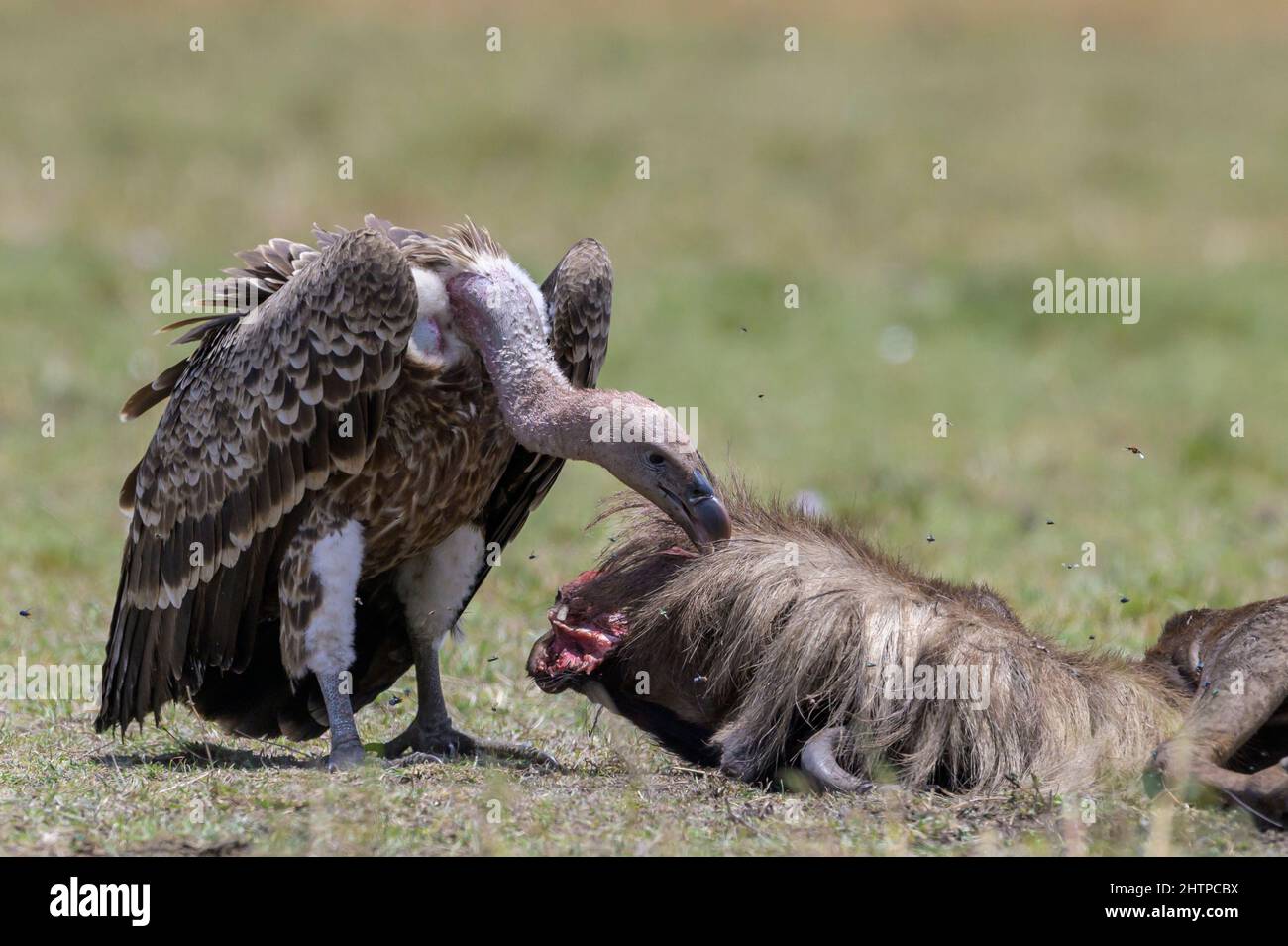 White-backed Vulture (Gyps africanus) eating from a wildebeest carcass on savanna, Serengeti national park, Tanzania. Stock Photo