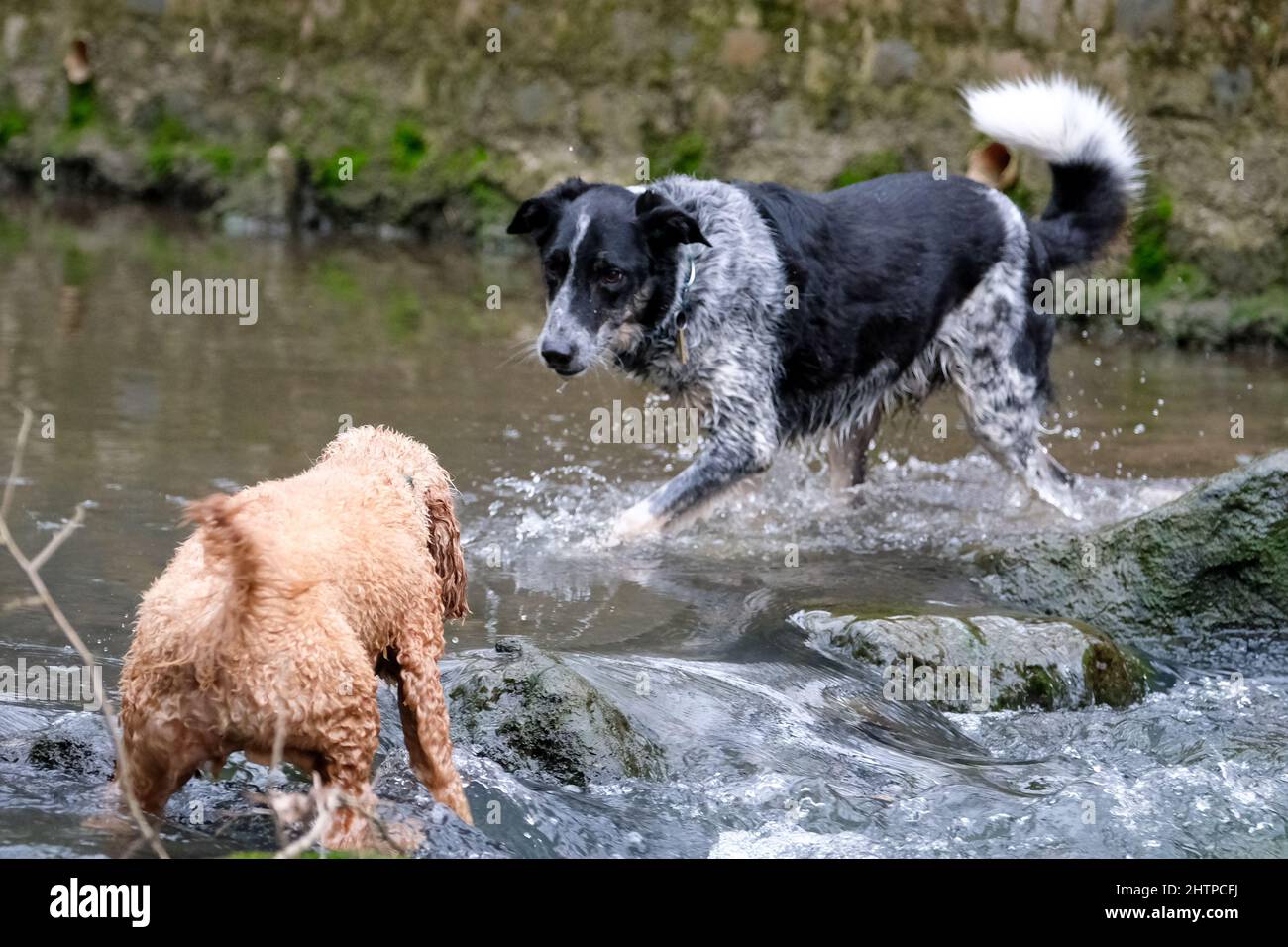 Dogs playing in a stream in woodland in Derbyshire UK Stock Photo