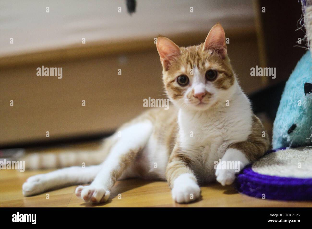 Close-up of a gorgeous striped cat lying on the floor Stock Photo - Alamy