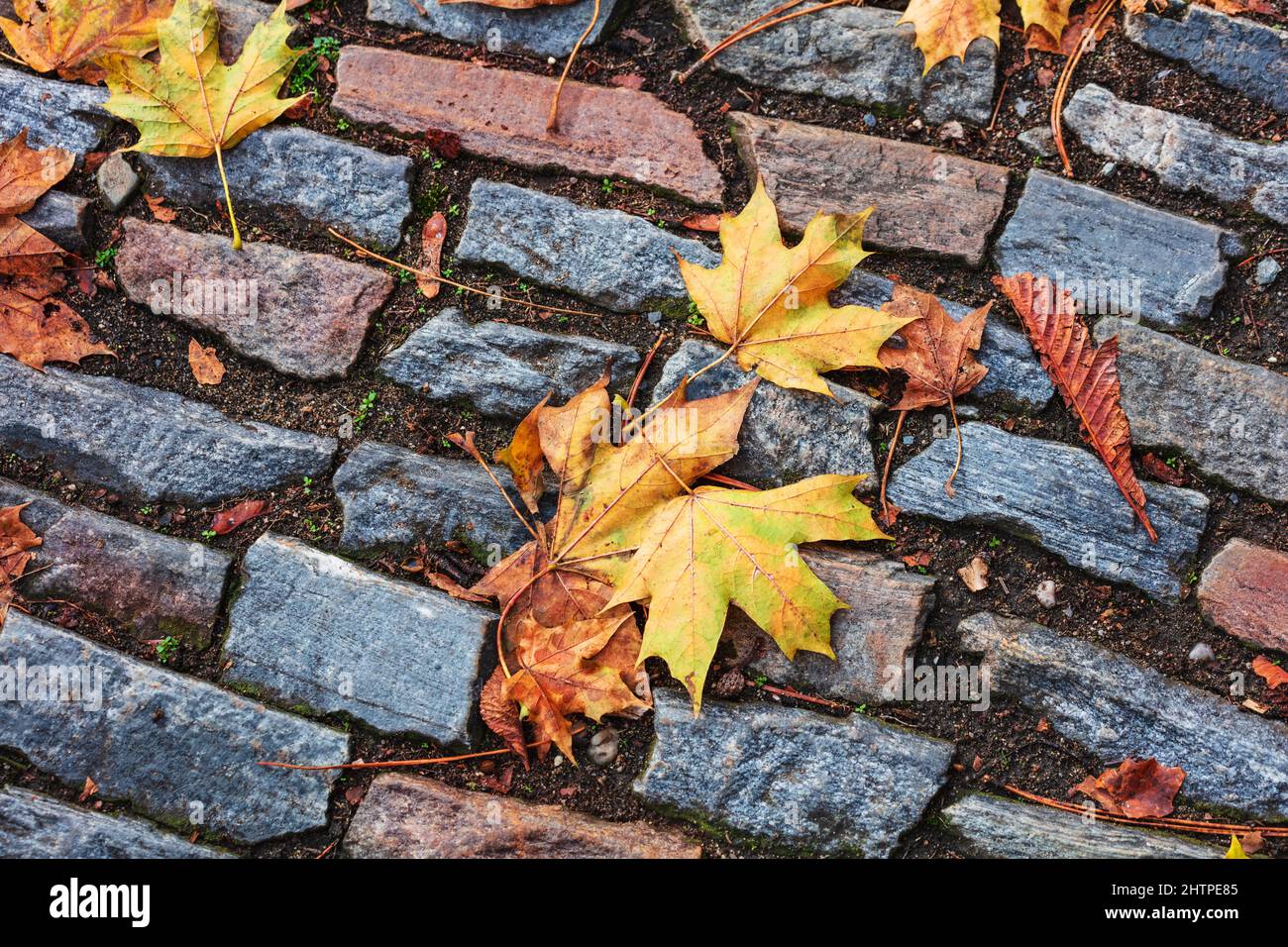 Autumn maple leaves on a stone pavement. Stock Photo