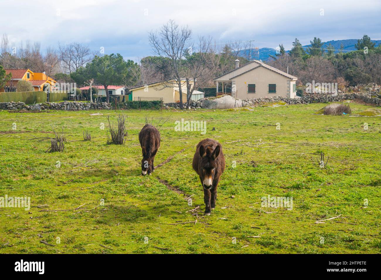 Two donkeys in a meadow. Stock Photo