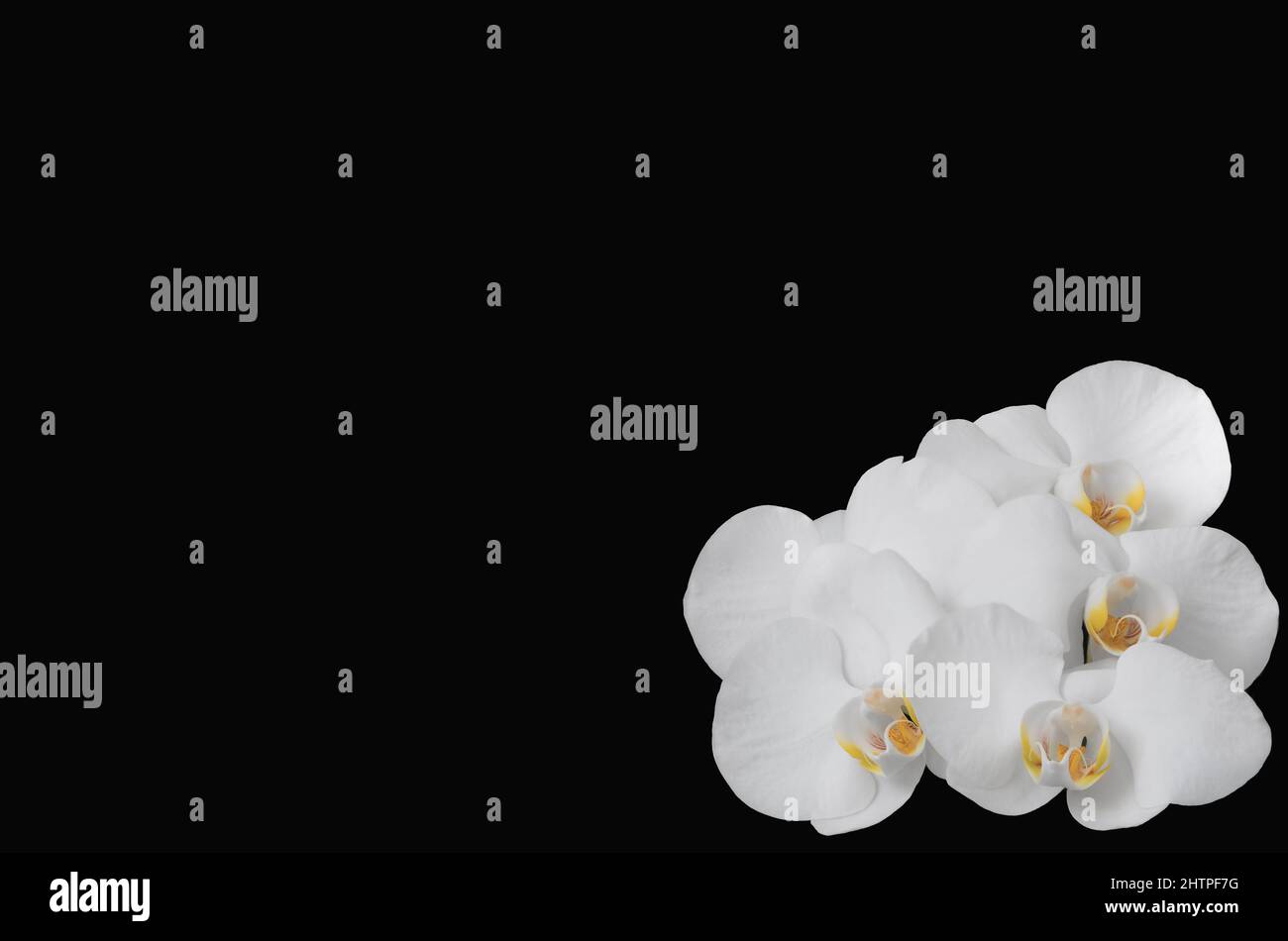 White orchid flowers on black background with copy space (all in focus) Stock Photo