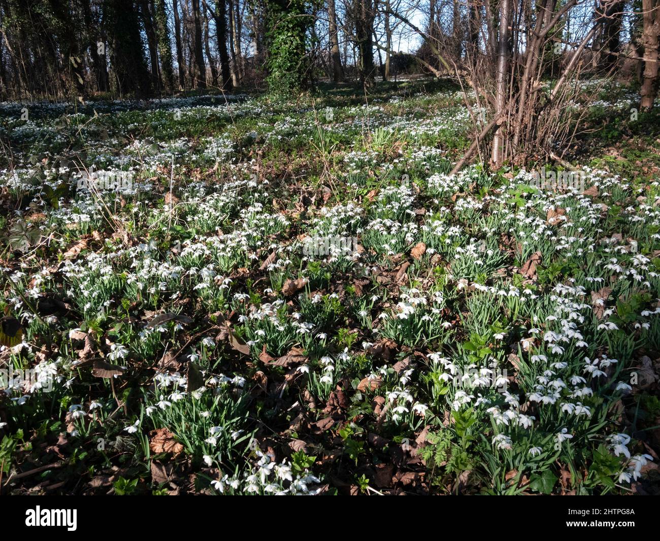 A fine display of Snowdrop flowers in the woods at Kirkleatham Redcar