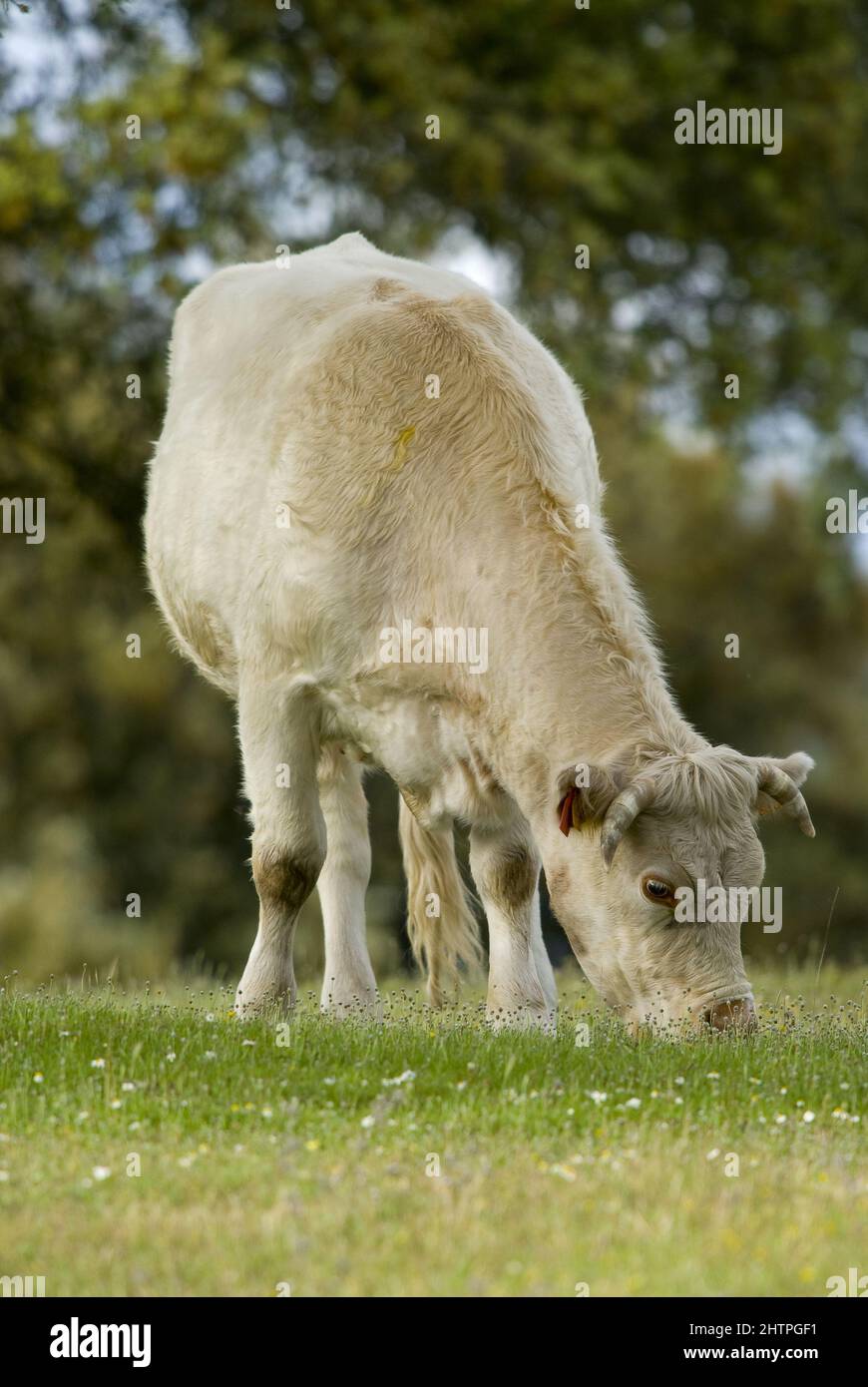 Vertical shot of a cattle in the Spanish Dehesa, Extremadura, Spain ...