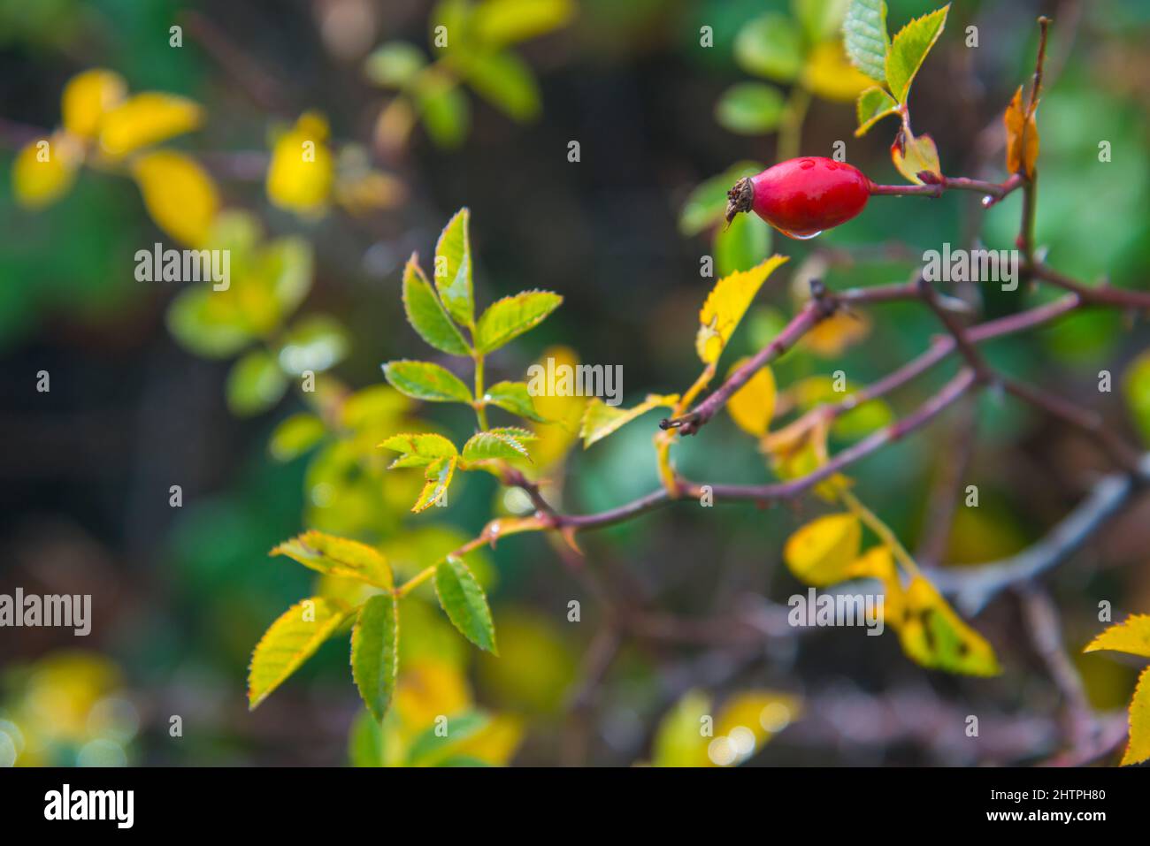 Rosehips Stock Photo