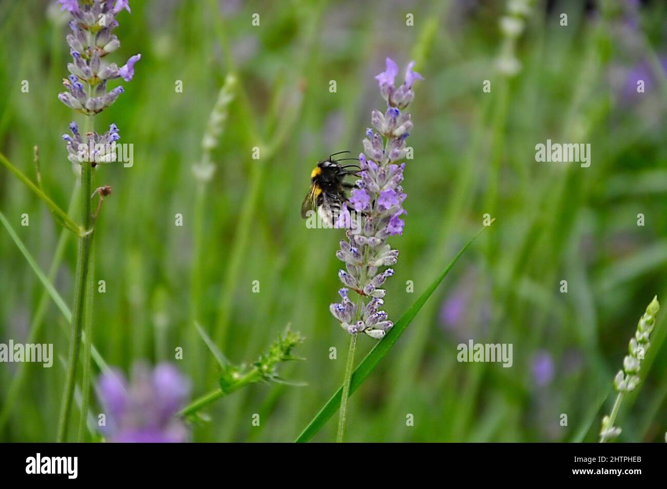 Macro admission close up view insect bumblebee purple lavender. Bumblebee on a purple and green flower with blurred background. Stock Photo