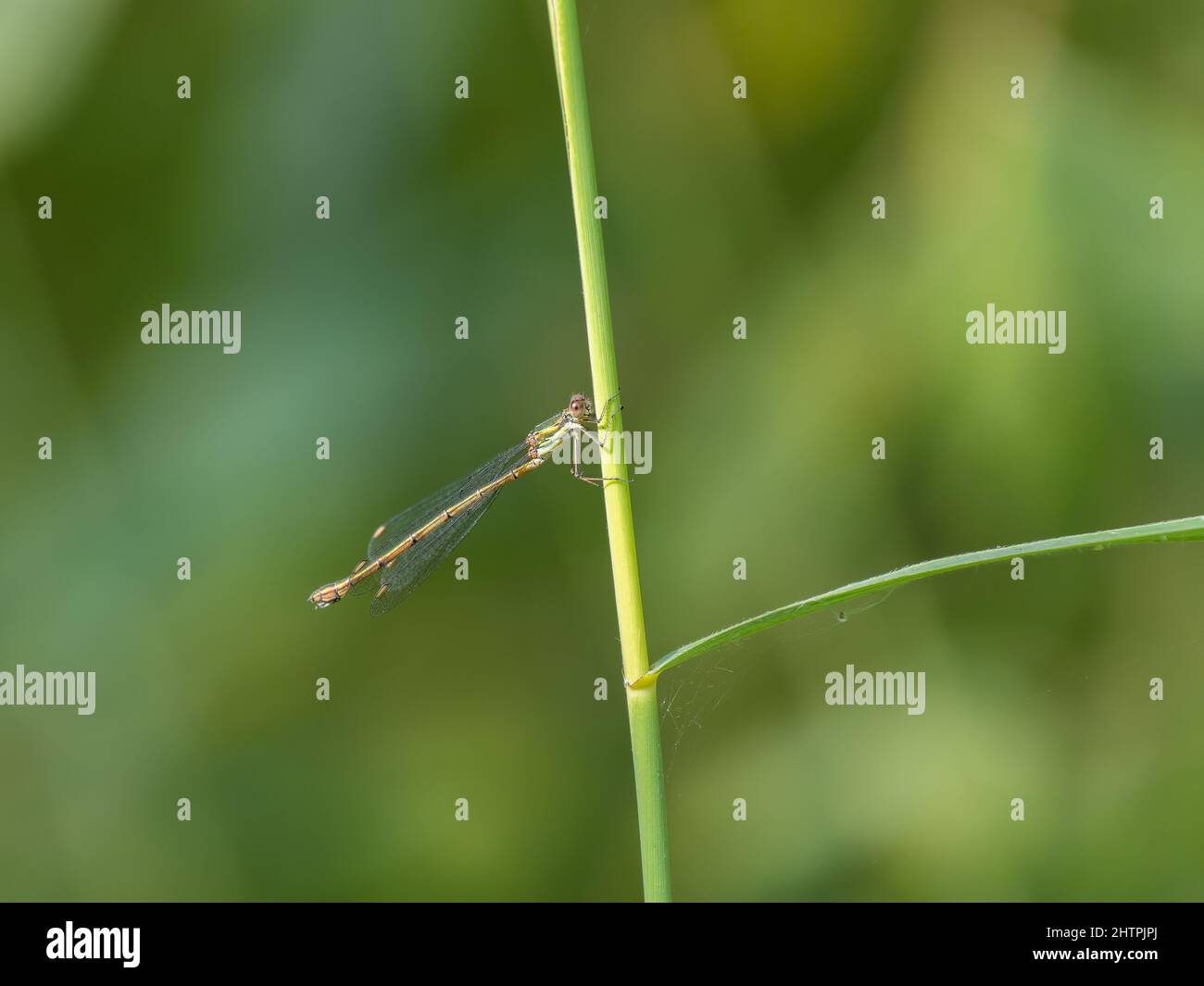 Willow Emerald Damselfly Resting on a Reed Stock Photo - Alamy