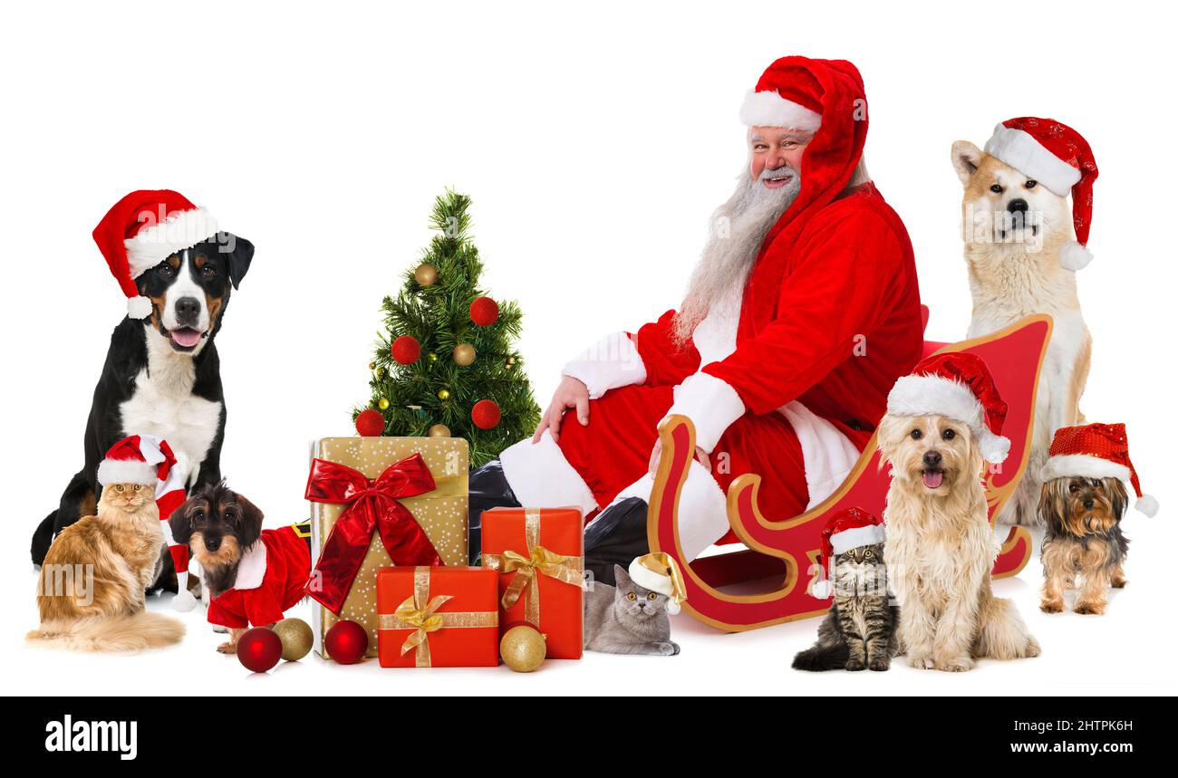 Santa claus with pets isolated on white background Stock Photo Alamy