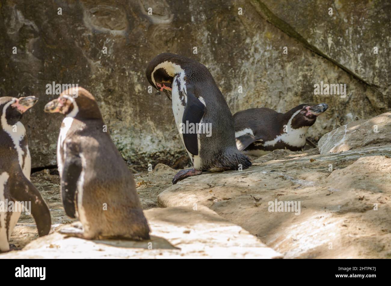 Humboldt penguins in Berlin zoo Stock Photo - Alamy
