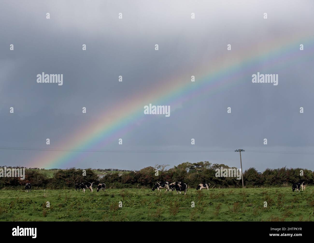 Rainbow over cows grazing in a grass field, rural Ireland landscape Stock Photo