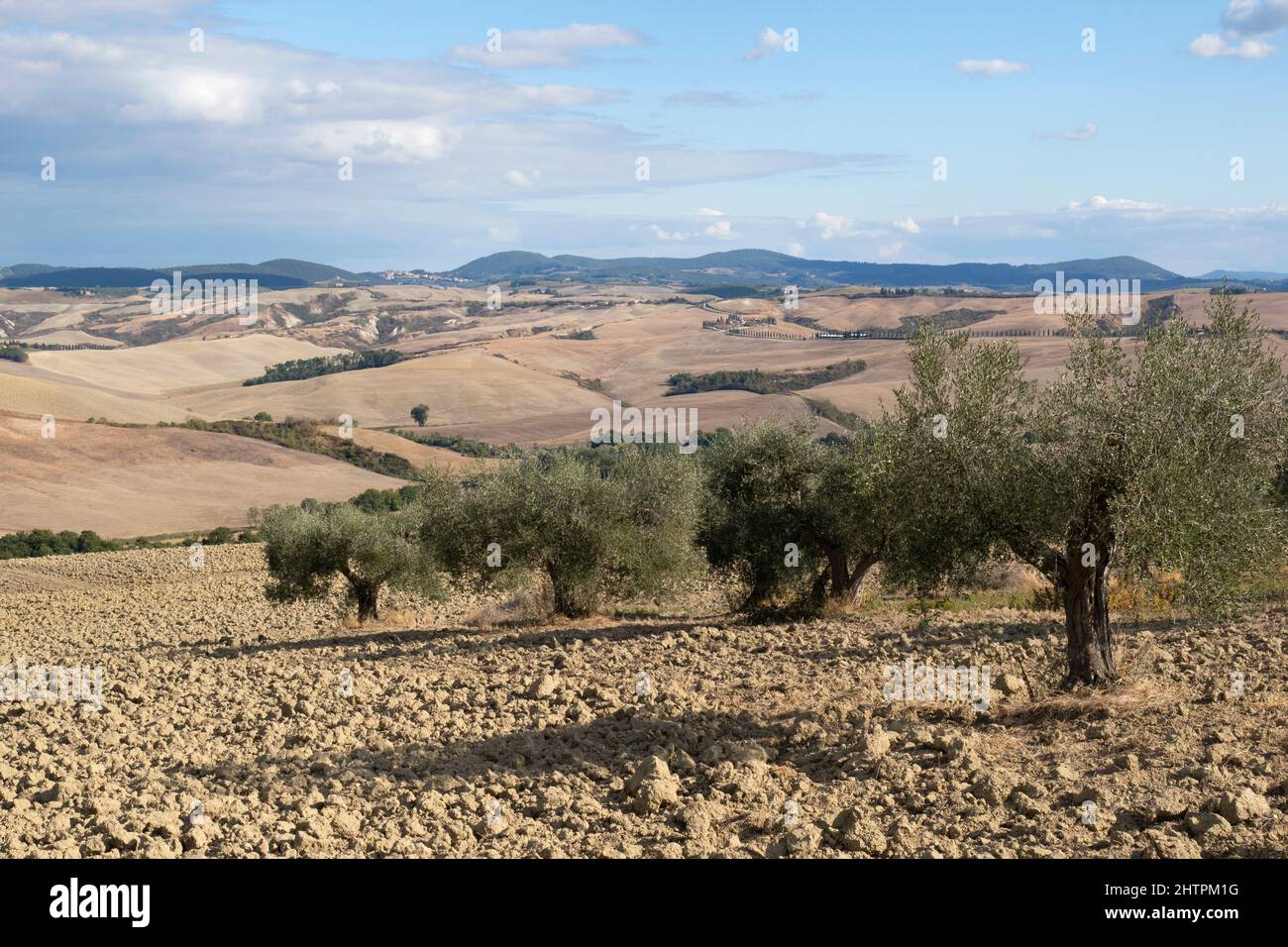 Landscape with olive trees , Crete Senesi, Asciano village area, Siena province, Tuscany, Italy, Europe Stock Photo