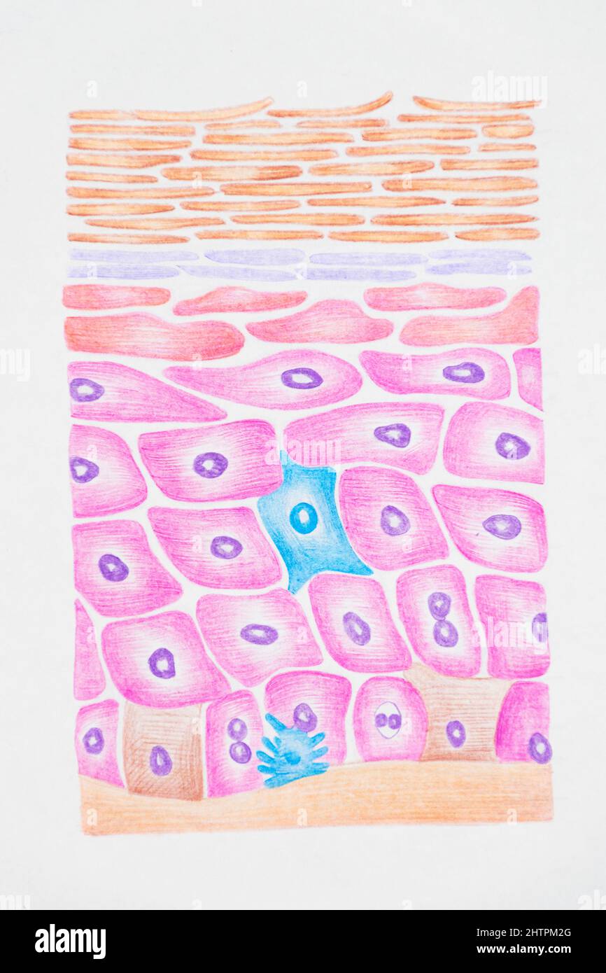 Simple Skin Layers Diagram