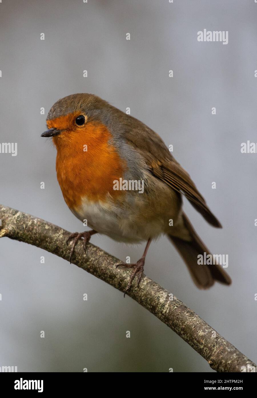 Close up Little robin bird perched on a tree twig Stock Photo