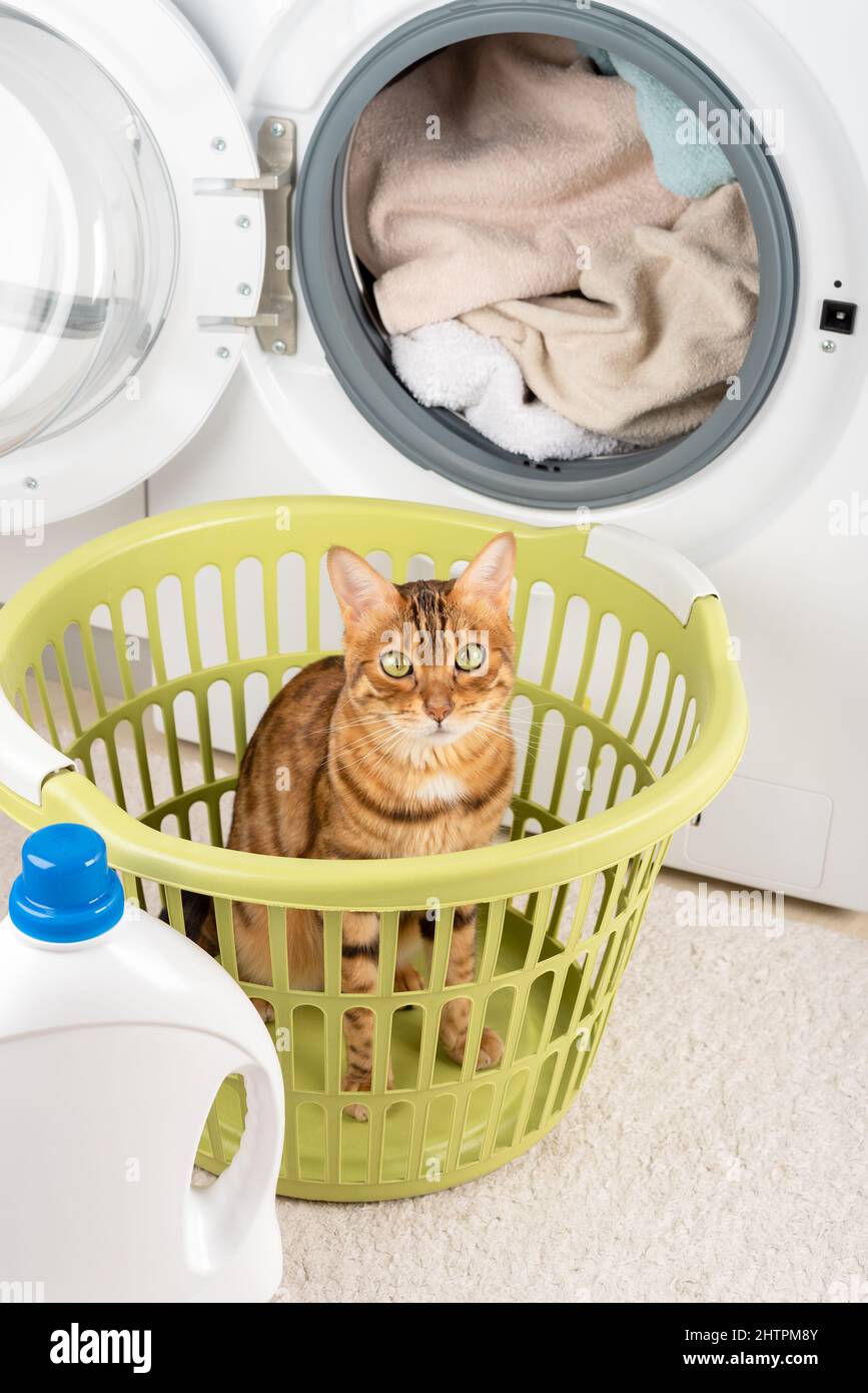 The cat sits in the laundry basket near the washing machine in the laundry room. Stock Photo