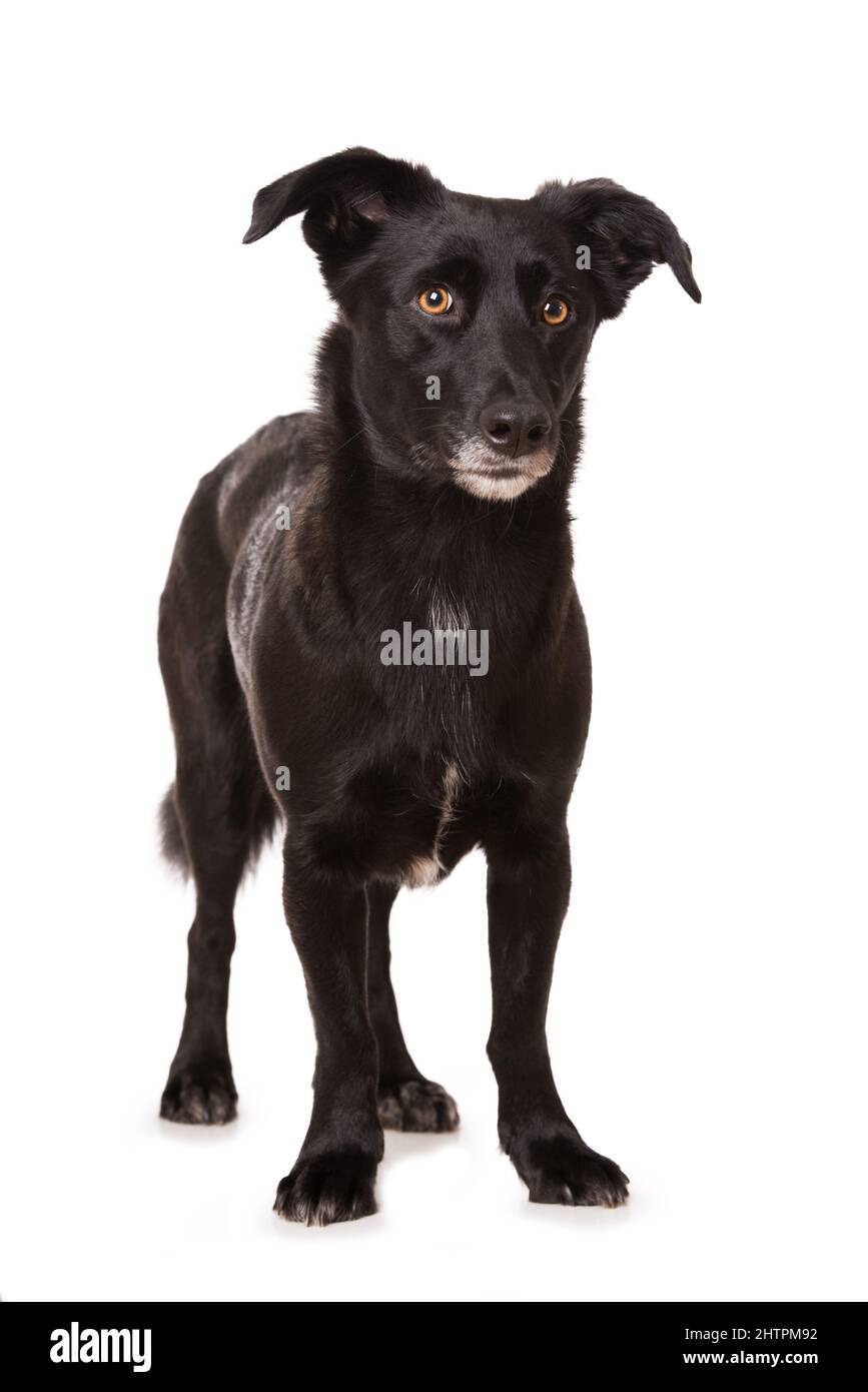 Black cross breed dog isolated on white Stock Photo Alamy