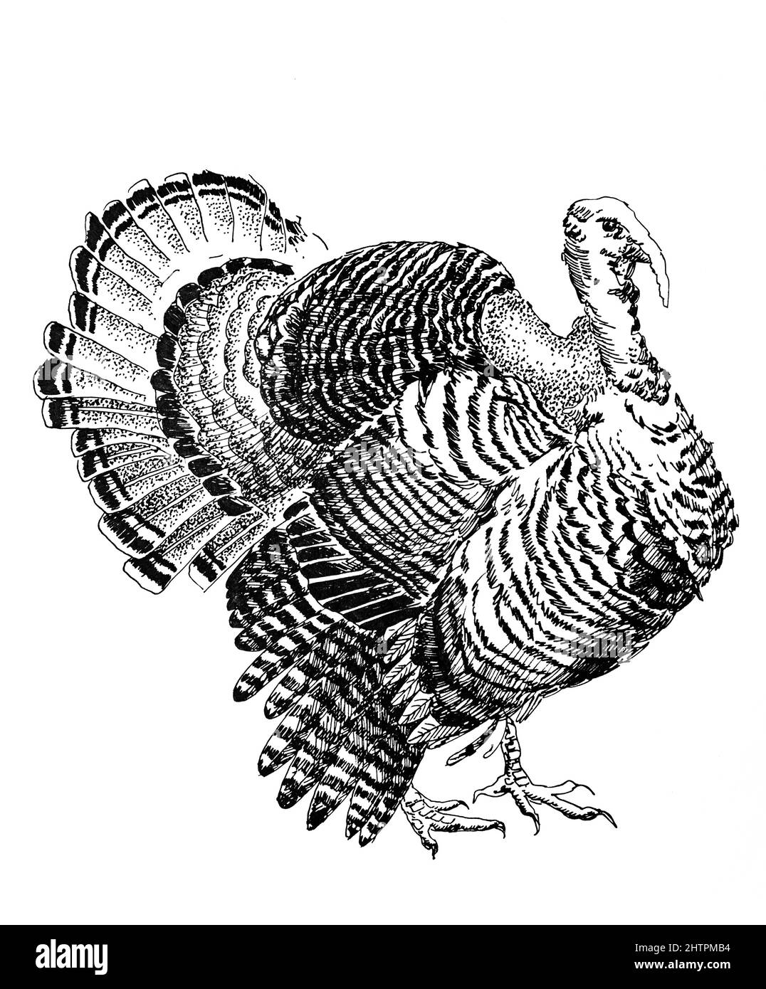 Handdrawn illustration of turkey, black ink pen Stock Photo